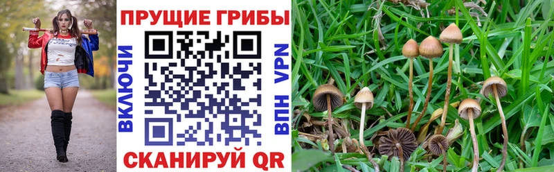 Псилоцибиновые грибы мухоморы  MEGA tor  Новый Уренгой 
